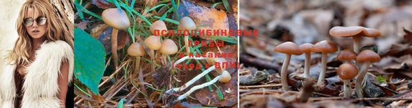спиды Аркадак